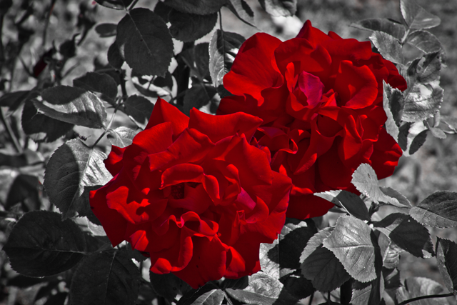 red rose